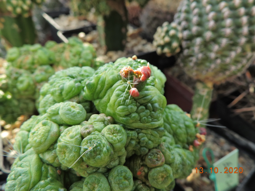 Cacti and Sukkulent in Köln, every day new flowers in the greenhouse Part 245 Bild6482