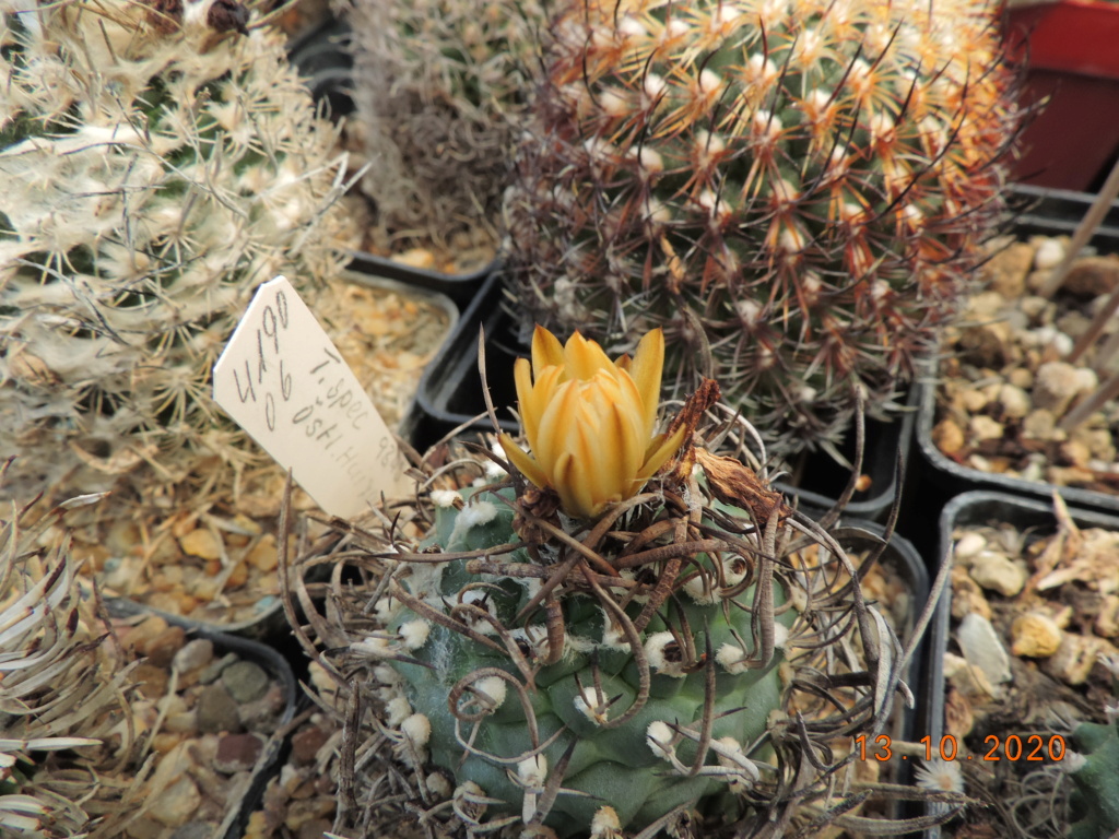 Cacti and Sukkulent in Köln, every day new flowers in the greenhouse Part 245 Bild6483