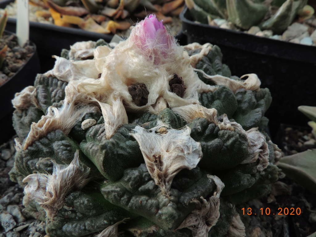 Cacti and Sukkulent in Köln, every day new flowers in the greenhouse Part 245 Bild6484