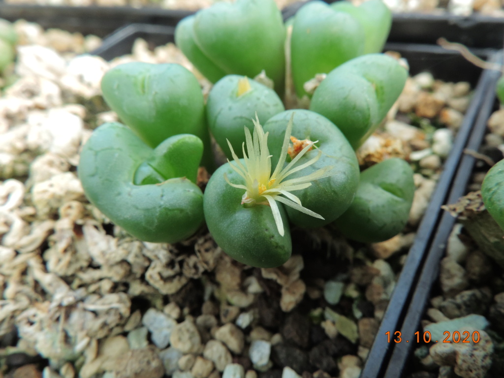 Cacti and Sukkulent in Köln, every day new flowers in the greenhouse Part 245 Bild6485