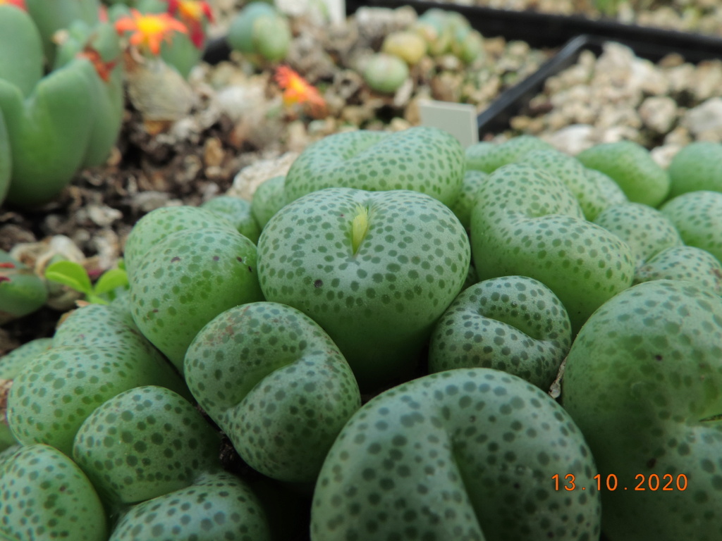 Cacti and Sukkulent in Köln, every day new flowers in the greenhouse Part 245 Bild6486