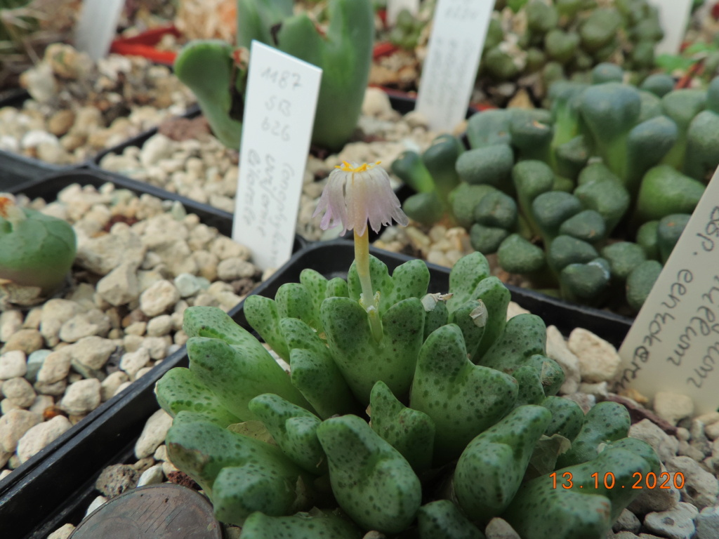 Cacti and Sukkulent in Köln, every day new flowers in the greenhouse Part 245 Bild6487