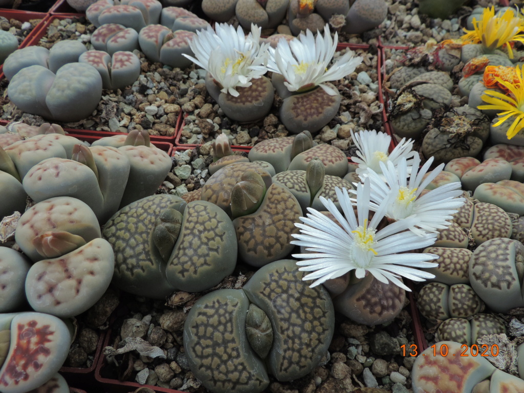 Cacti and Sukkulent in Köln, every day new flowers in the greenhouse Part 245 Bild6493