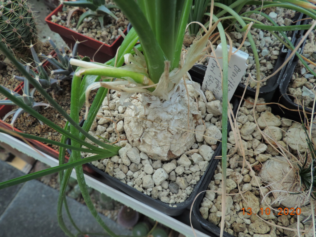 Cacti and Sukkulent in Köln, every day new flowers in the greenhouse Part 245 Bild6500