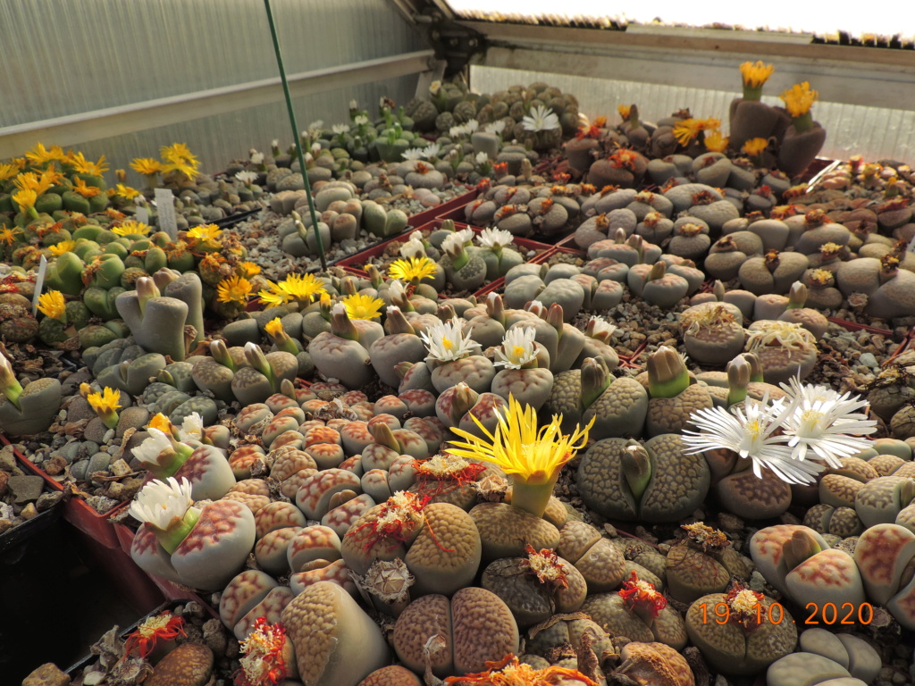 Cacti and Sukkulent in Köln, every day new flowers in the greenhouse Part 246 Bild6550