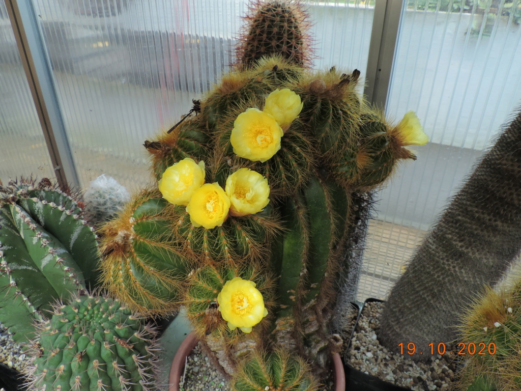 Cacti and Sukkulent in Köln, every day new flowers in the greenhouse Part 246 Bild6558