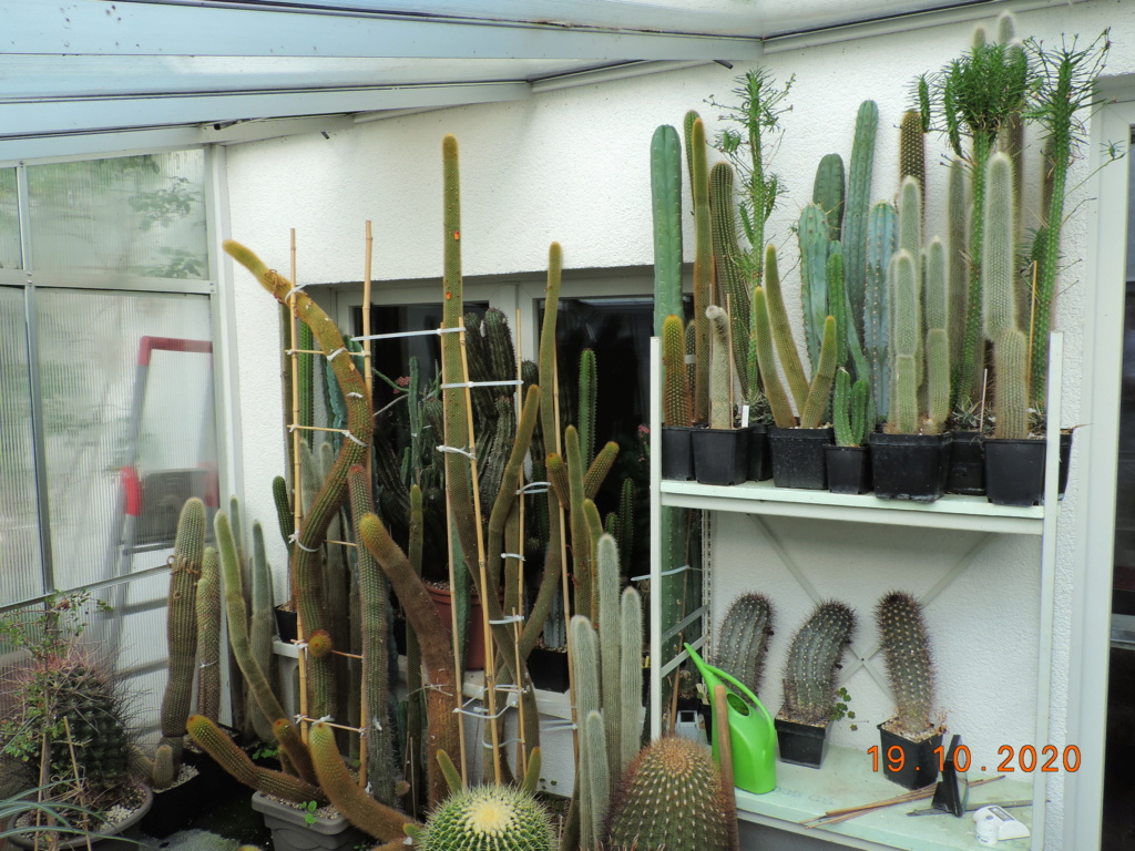 Cacti and Sukkulent in Köln, every day new flowers in the greenhouse Part 246 Bild6570