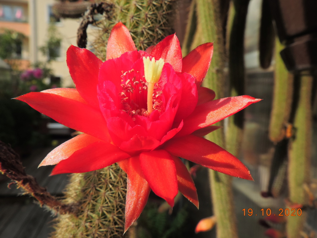 Cacti and Sukkulent in Köln, every day new flowers in the greenhouse Part 246 Bild6578