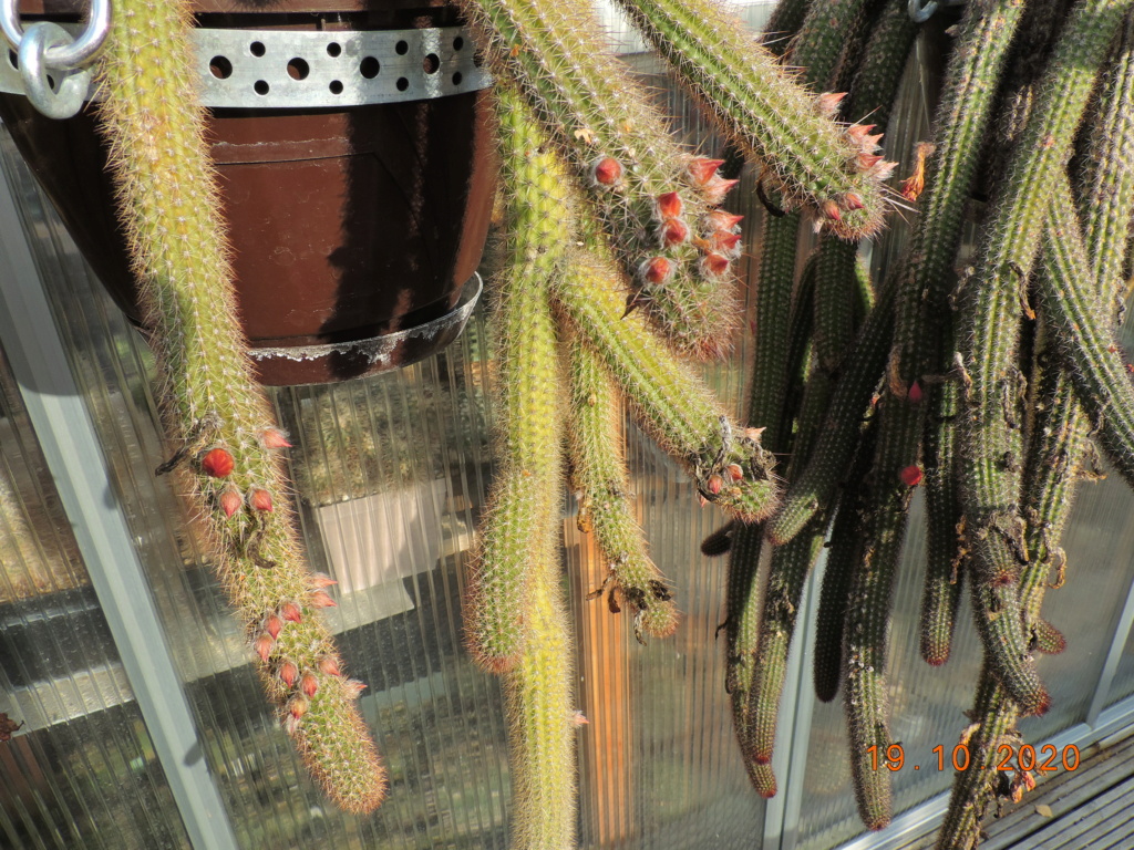 Cacti and Sukkulent in Köln, every day new flowers in the greenhouse Part 246 Bild6585