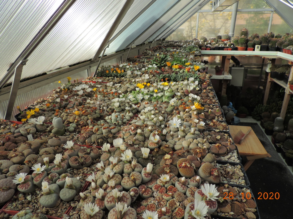 Cacti and Sukkulent in Köln, every day new flowers in the greenhouse Part 247 Bild6644