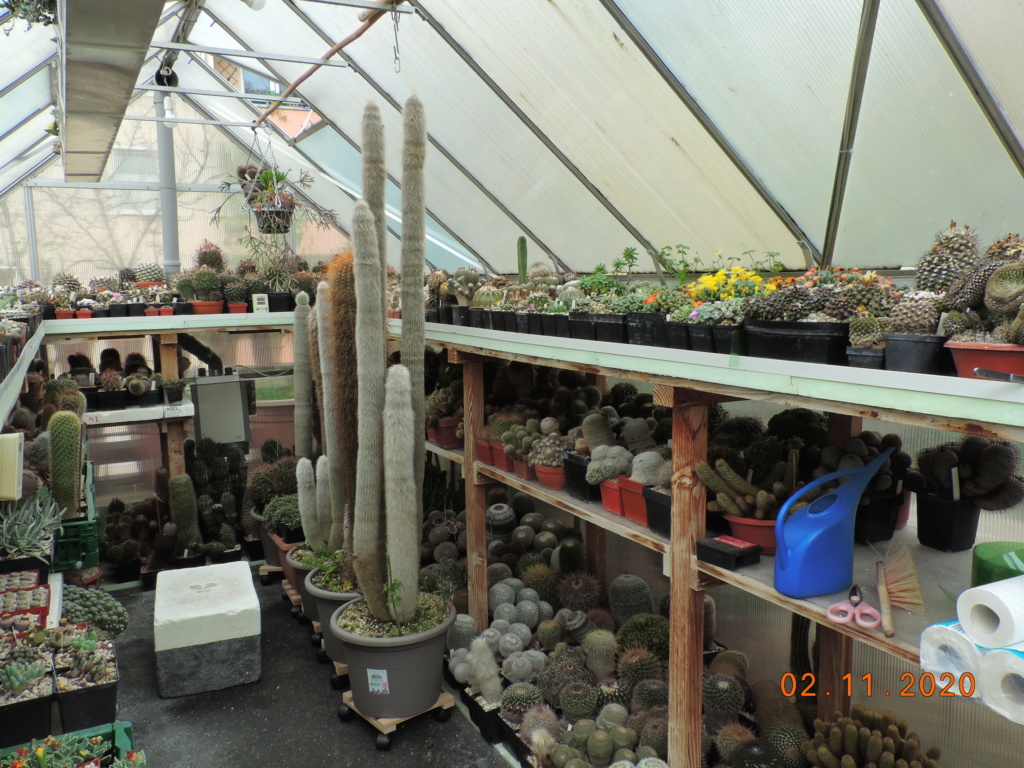 Cacti and Sukkulent in Köln, every day new flowers in the greenhouse Part 247 Bild6666