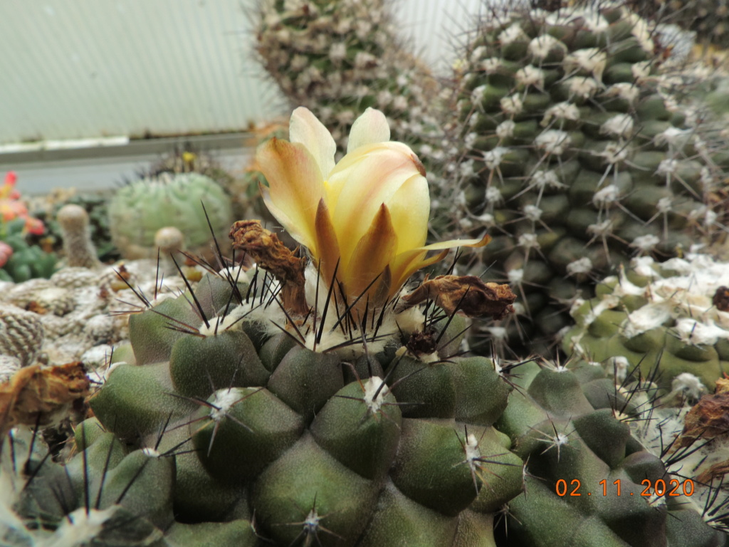 Cacti and Sukkulent in Köln, every day new flowers in the greenhouse Part 247 Bild6669