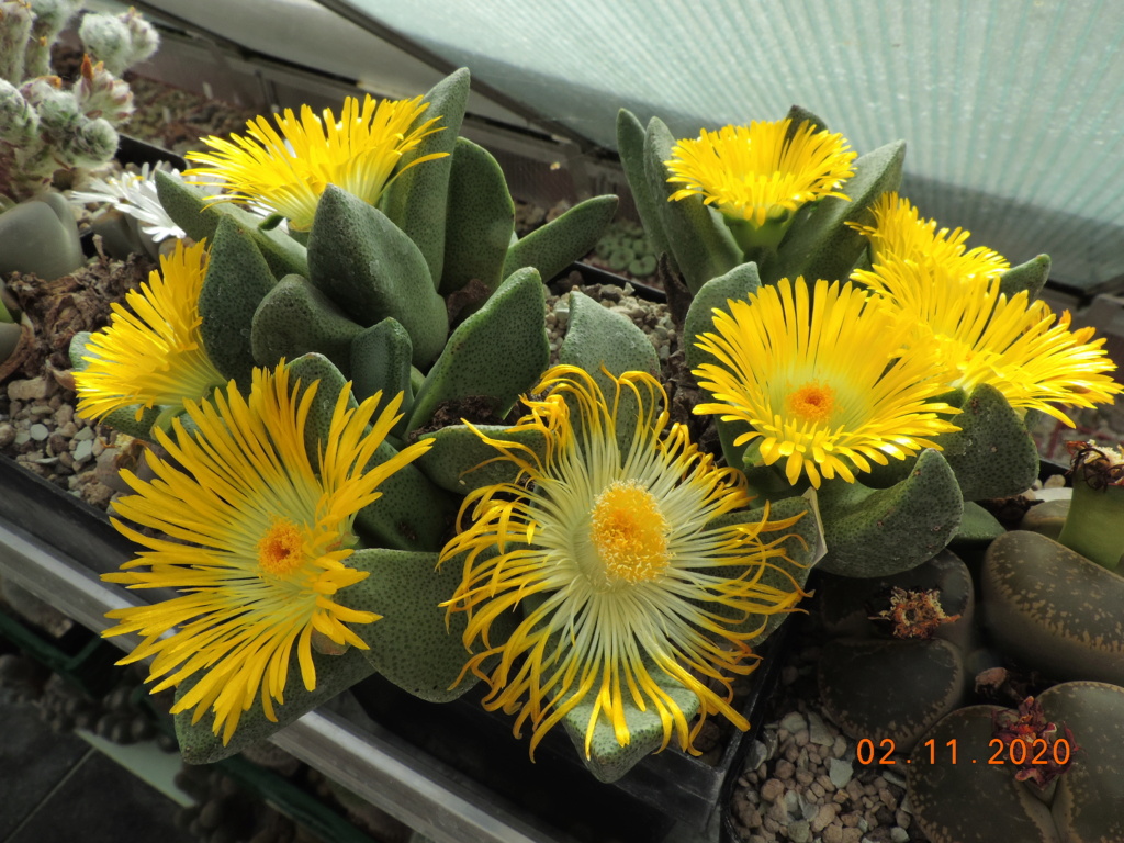Cacti and Sukkulent in Köln, every day new flowers in the greenhouse Part 247 Bild6672