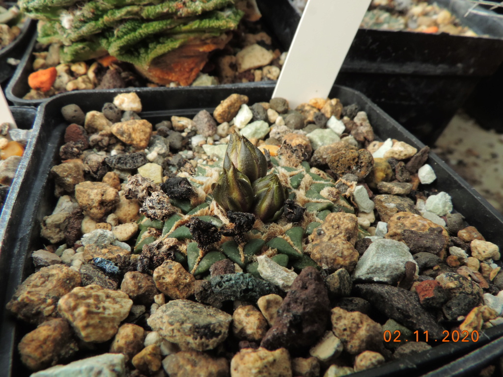 Cacti and Sukkulent in Köln, every day new flowers in the greenhouse Part 247 Bild6676