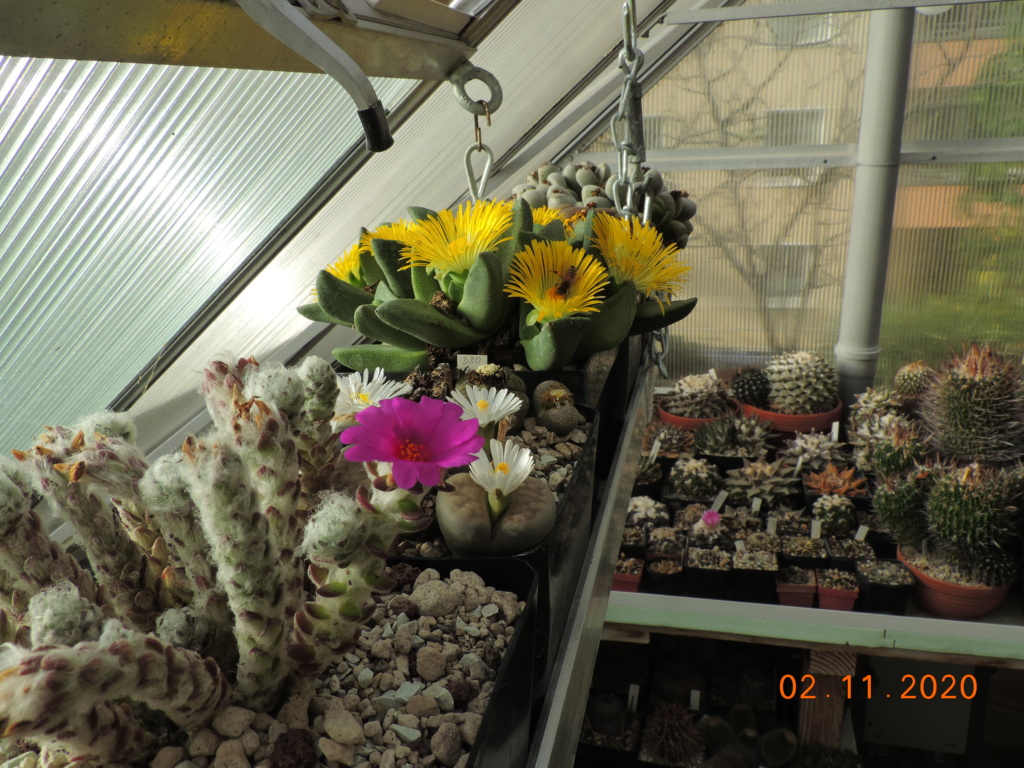 Cacti and Sukkulent in Köln, every day new flowers in the greenhouse Part 247 Bild6680