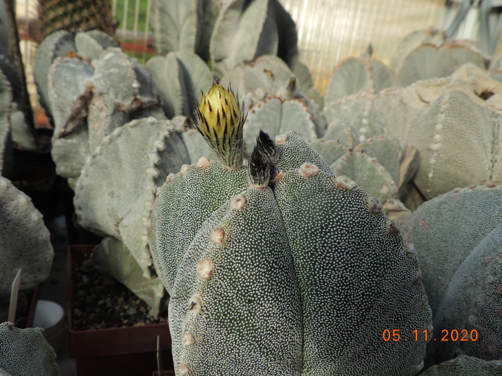 Cacti and Sukkulent in Köln, every day new flowers in the greenhouse Part 247 Bild6687