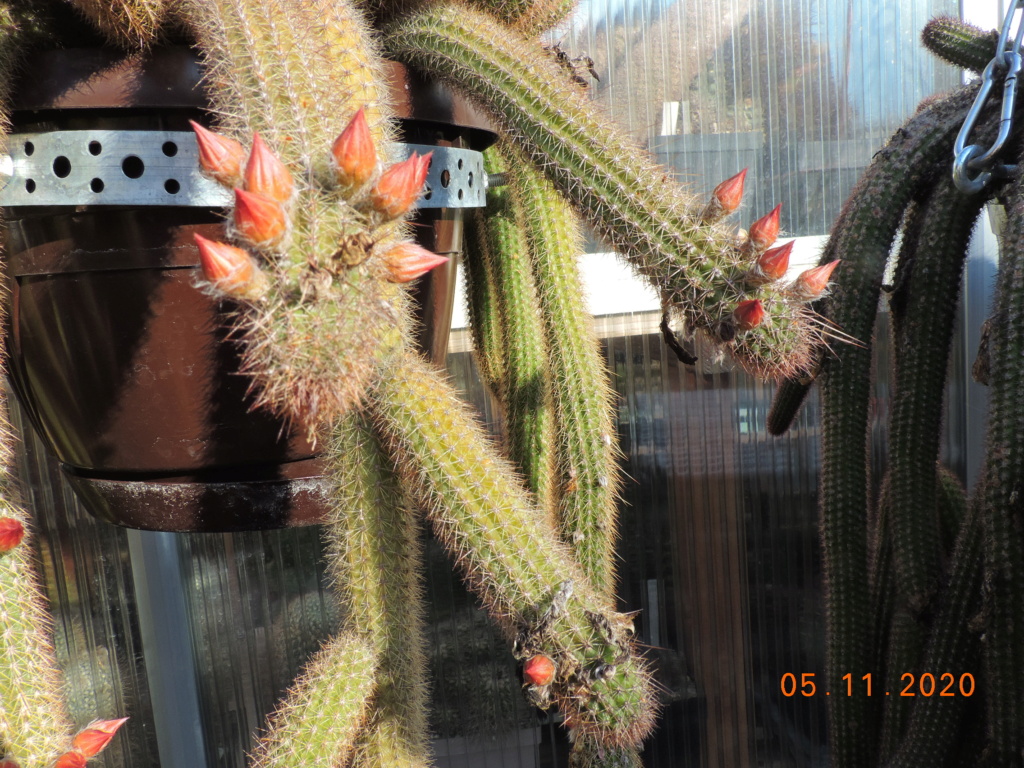 Cacti and Sukkulent in Köln, every day new flowers in the greenhouse Part 247 Bild6699