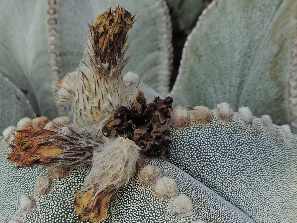 Cacti and Sukkulent in Köln, every day new flowers in the greenhouse Part 248 Bild6777