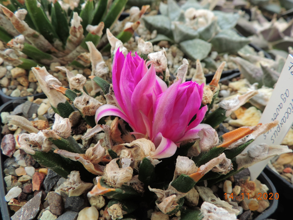 Cacti and Sukkulent in Köln, every day new flowers in the greenhouse Part 248 Bild6782