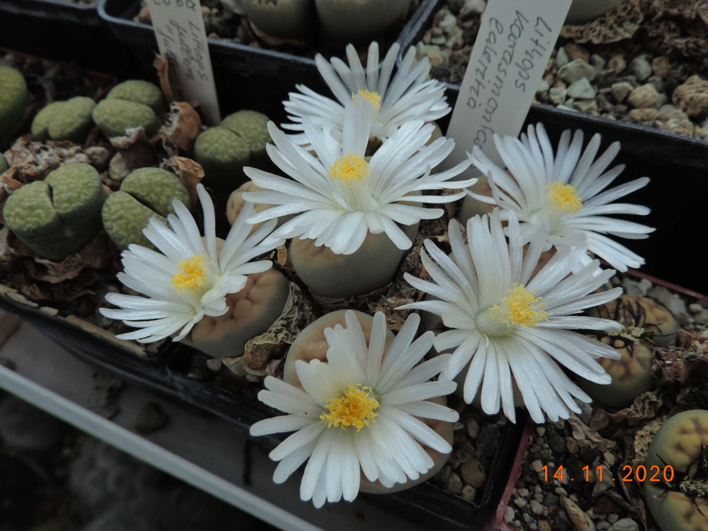 Cacti and Sukkulent in Köln, every day new flowers in the greenhouse Part 248 Bild6788
