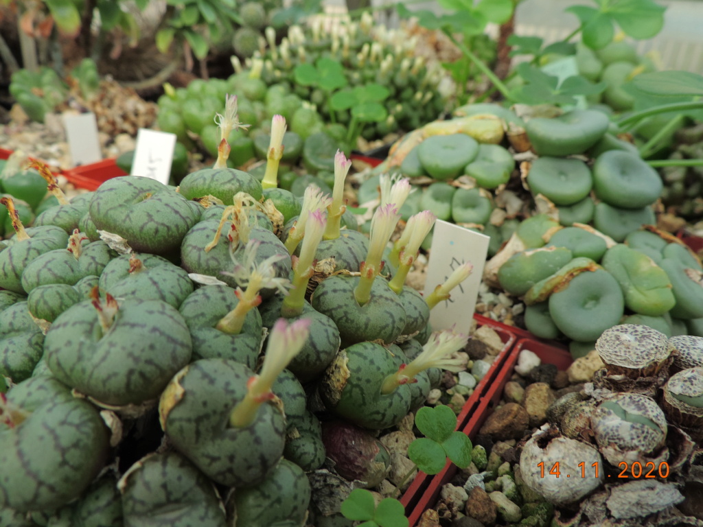 Cacti and Sukkulent in Köln, every day new flowers in the greenhouse Part 248 Bild6797