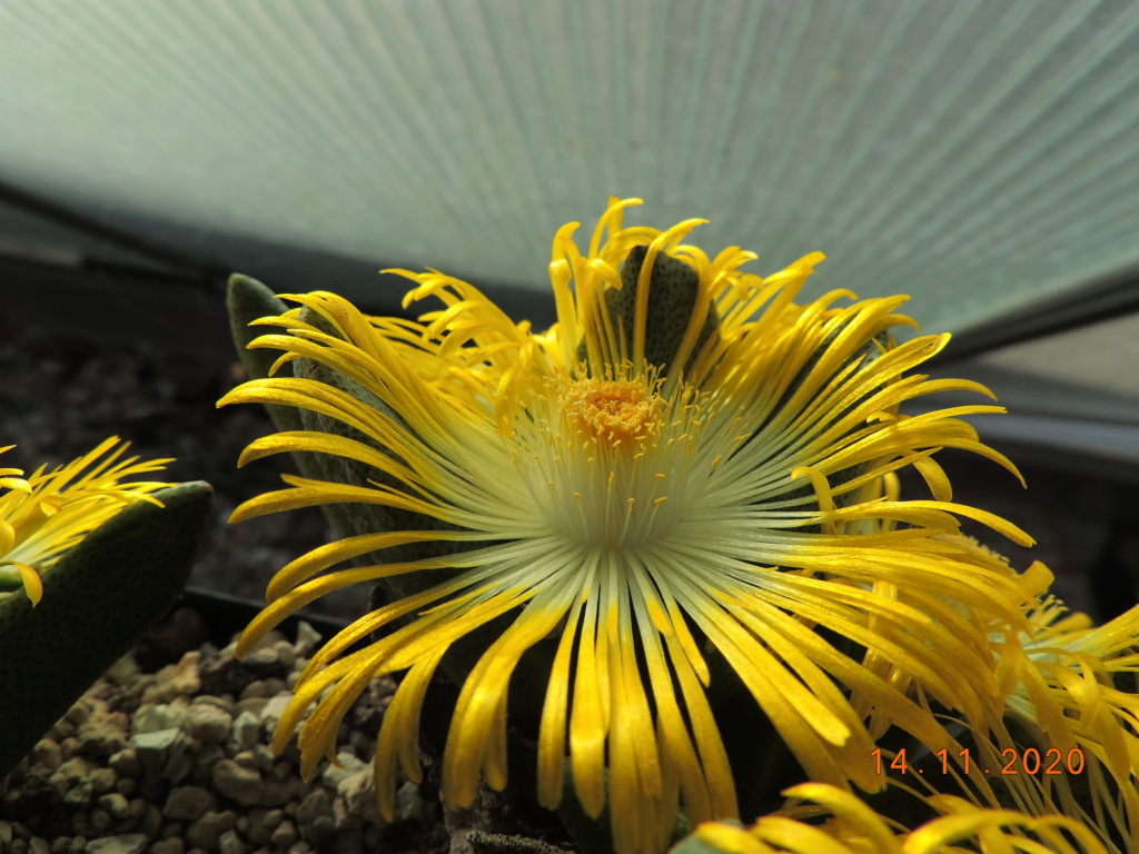 Cacti and Sukkulent in Köln, every day new flowers in the greenhouse Part 248 Bild6806