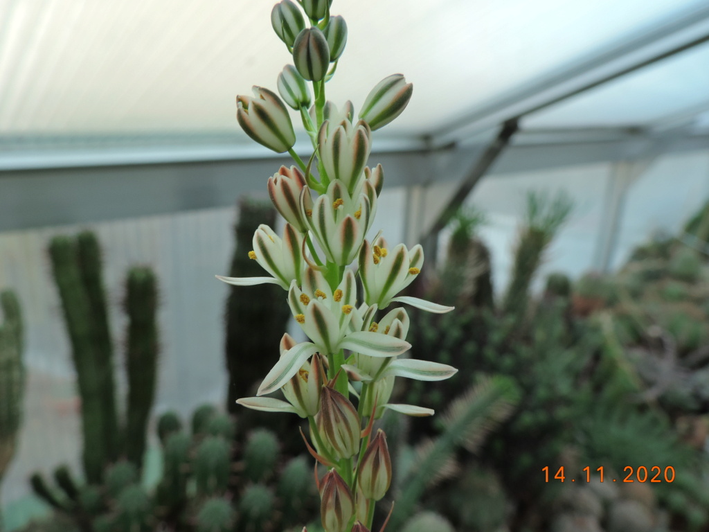Cacti and Sukkulent in Köln, every day new flowers in the greenhouse Part 248 Bild6808