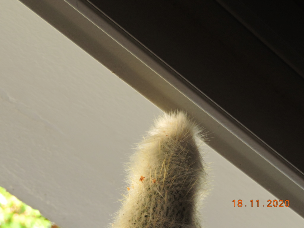 Cacti and Sukkulent in Köln, every day new flowers in the greenhouse Part 248 Bild6830