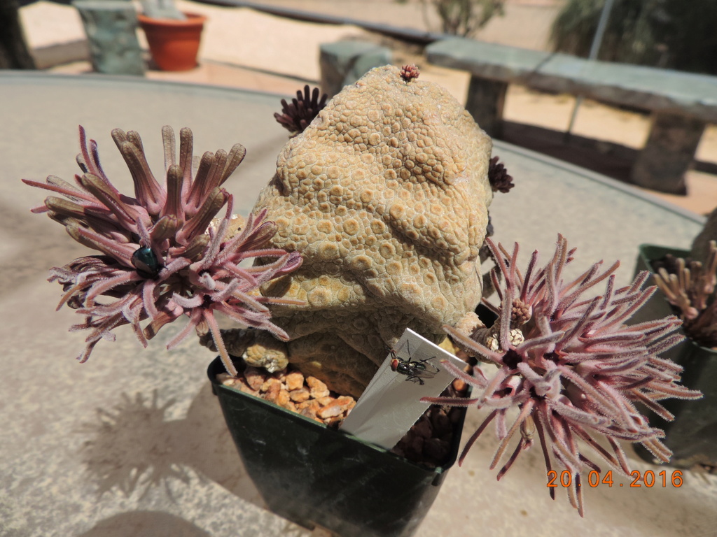 Cacti and Sukkulent in Köln, every day new flowers in the greenhouse Part 248 Bild6846