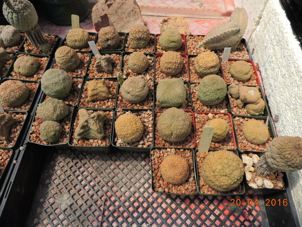 Cacti and Sukkulent in Köln, every day new flowers in the greenhouse Part 248 Bild6848