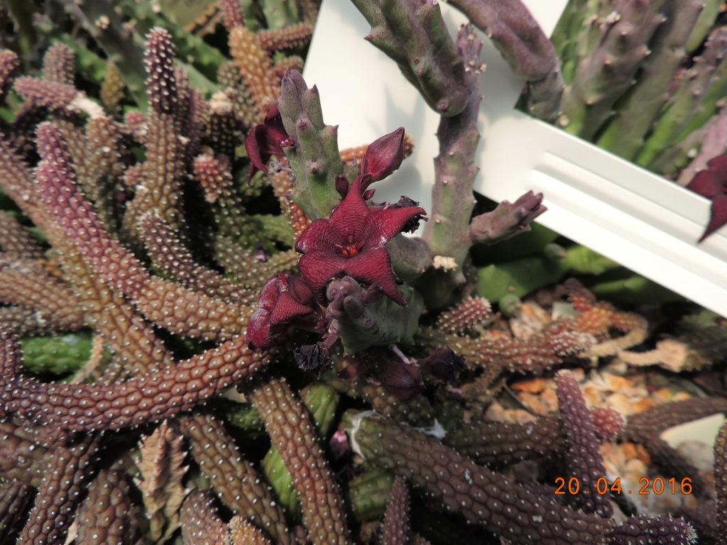 Cacti and Sukkulent in Köln, every day new flowers in the greenhouse Part 248 Bild6858
