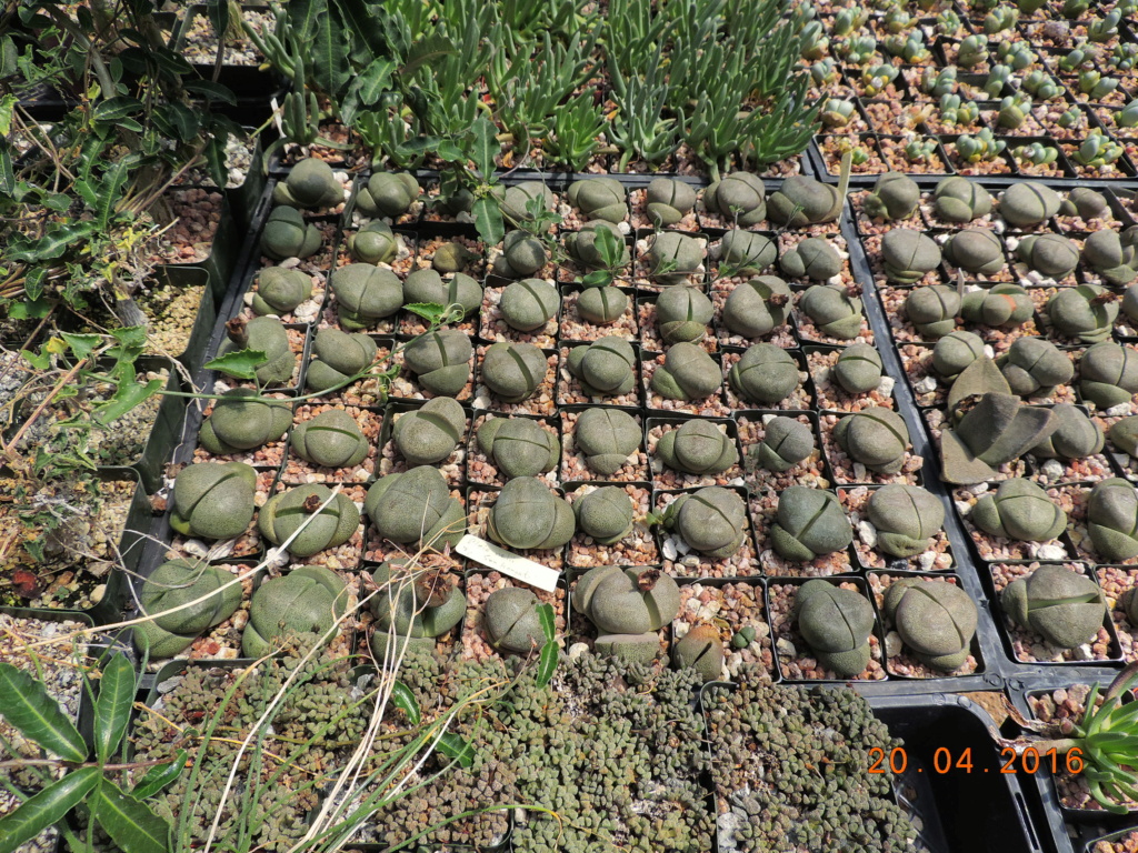 Cacti and Sukkulent in Köln, every day new flowers in the greenhouse Part 248 Bild6861