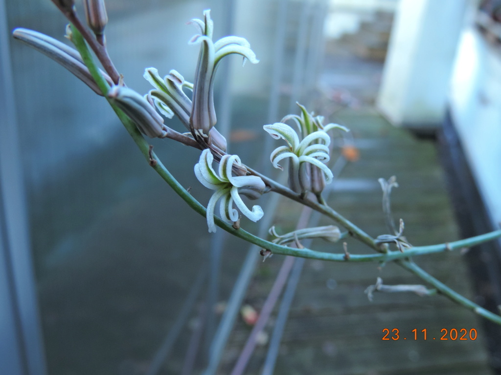 Cacti and Sukkulent in Köln, every day new flowers in the greenhouse Part 249 Bild6885