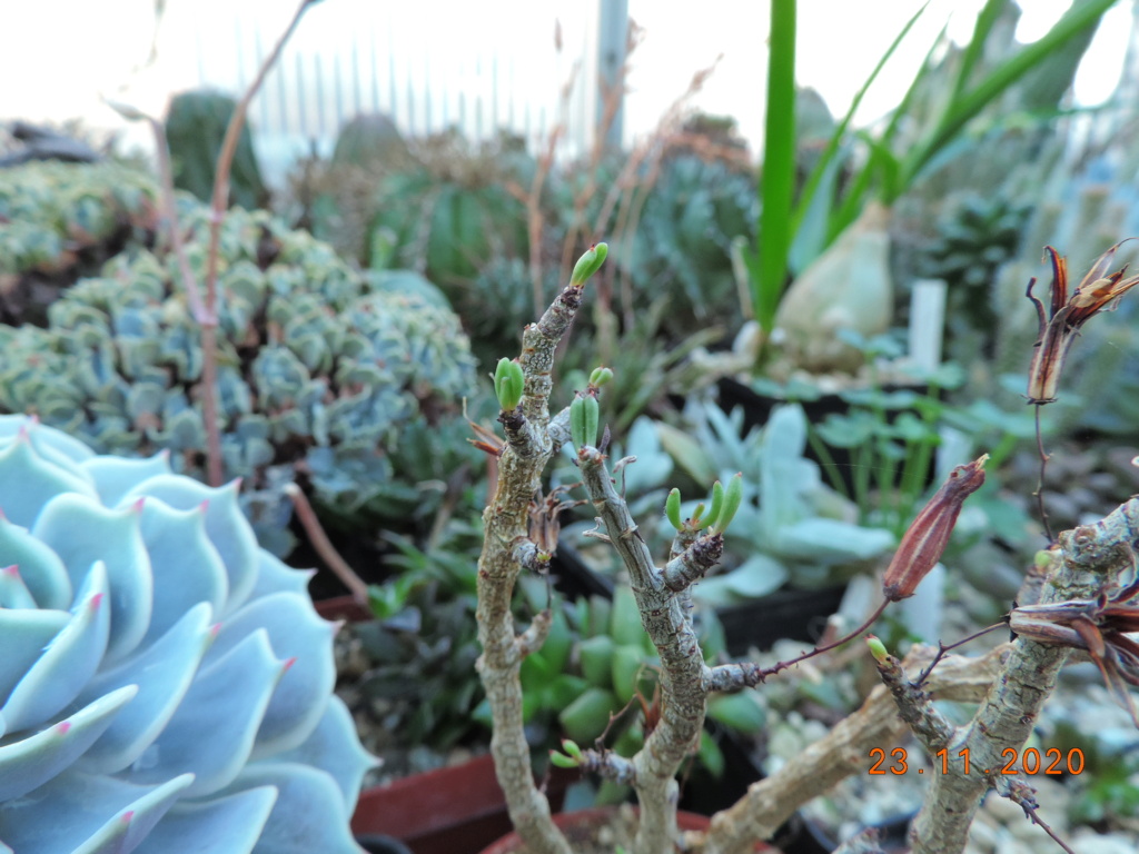 Cacti and Sukkulent in Köln, every day new flowers in the greenhouse Part 249 Bild6889