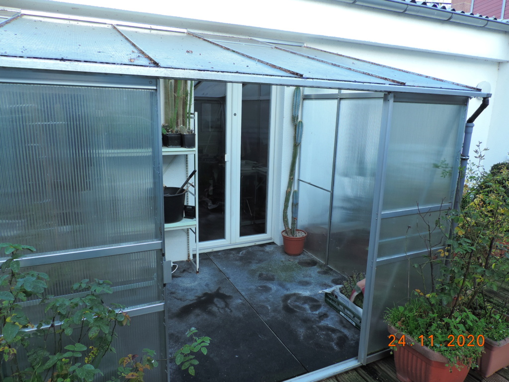 Cacti and Sukkulent in Köln, every day new flowers in the greenhouse Part 249 Bild6914