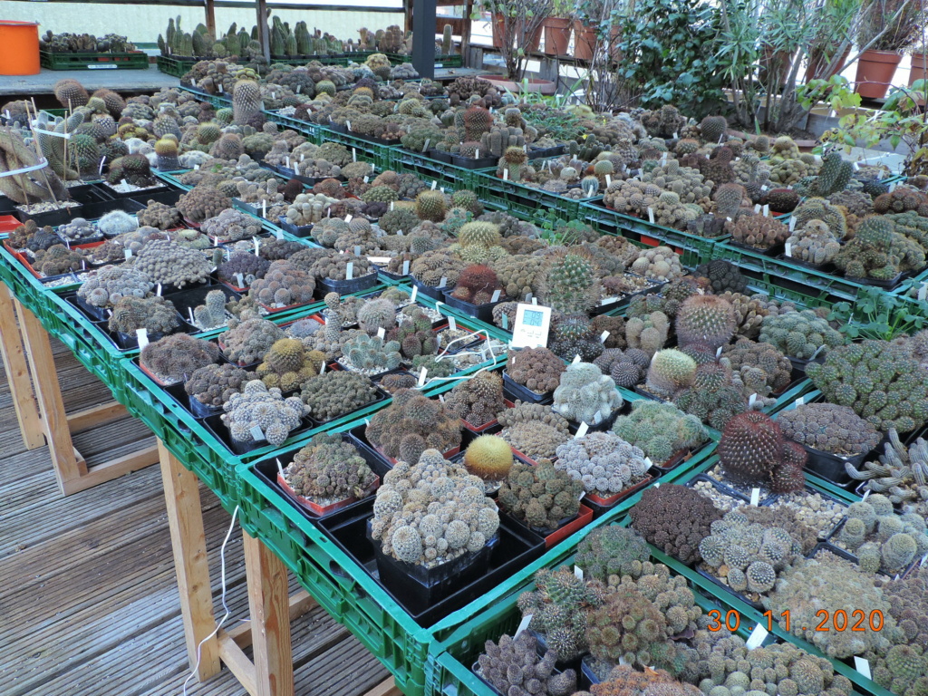 Cacti and Sukkulent in Köln, every day new flowers in the greenhouse Part 249 Bild6963