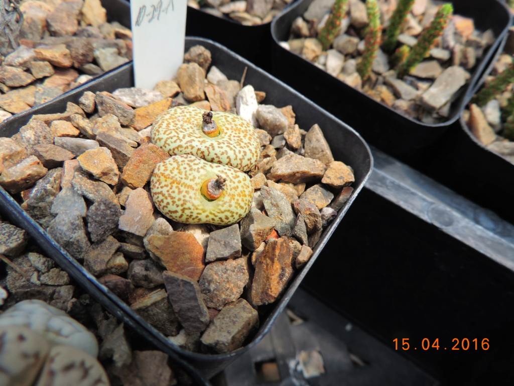 Cacti and Sukkulent in Köln, every day new flowers in the greenhouse Part 250 Bild7021