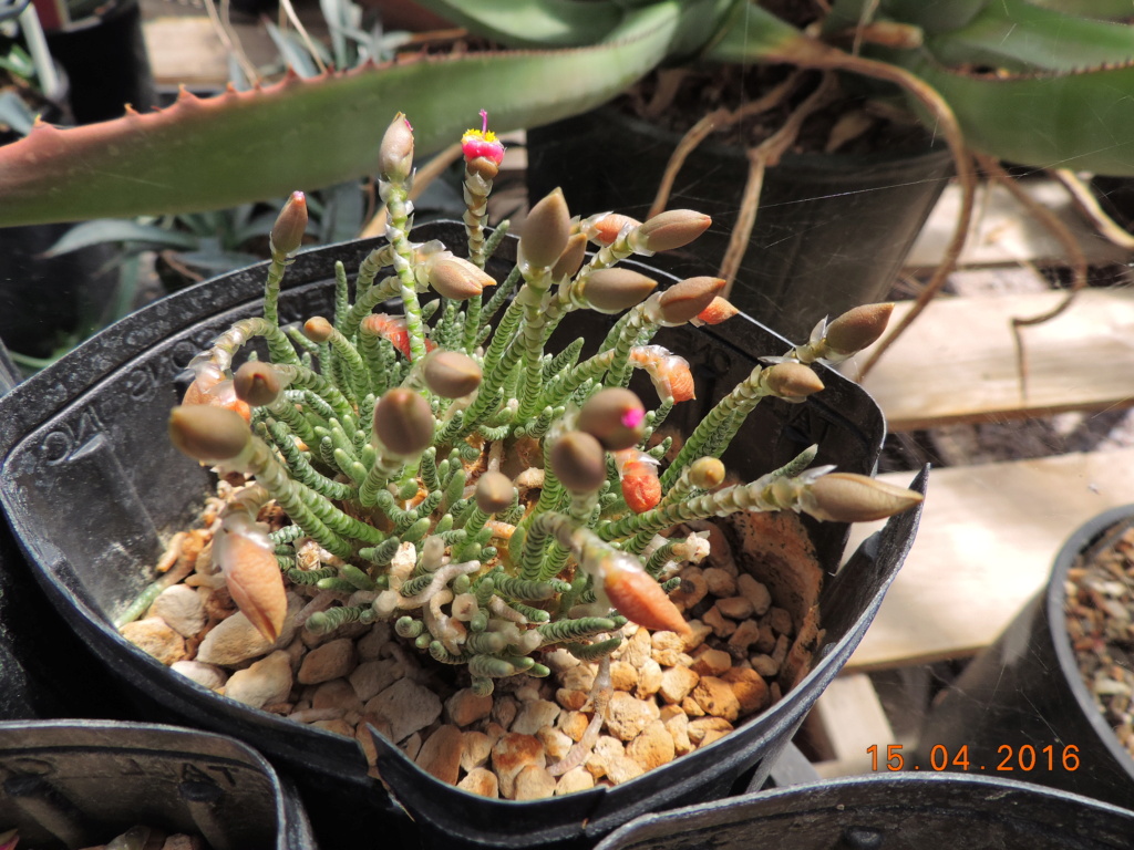 Cacti and Sukkulent in Köln, every day new flowers in the greenhouse Part 250 Bild7034