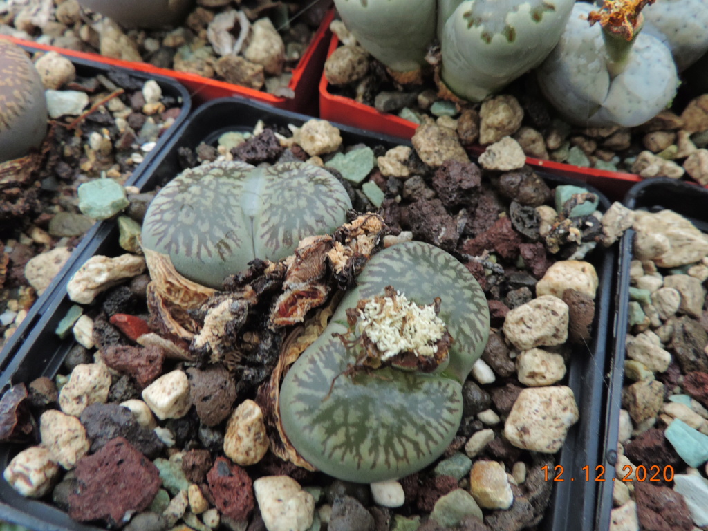 Cacti and Sukkulent in Köln, every day new flowers in the greenhouse Part 250 Bild7067