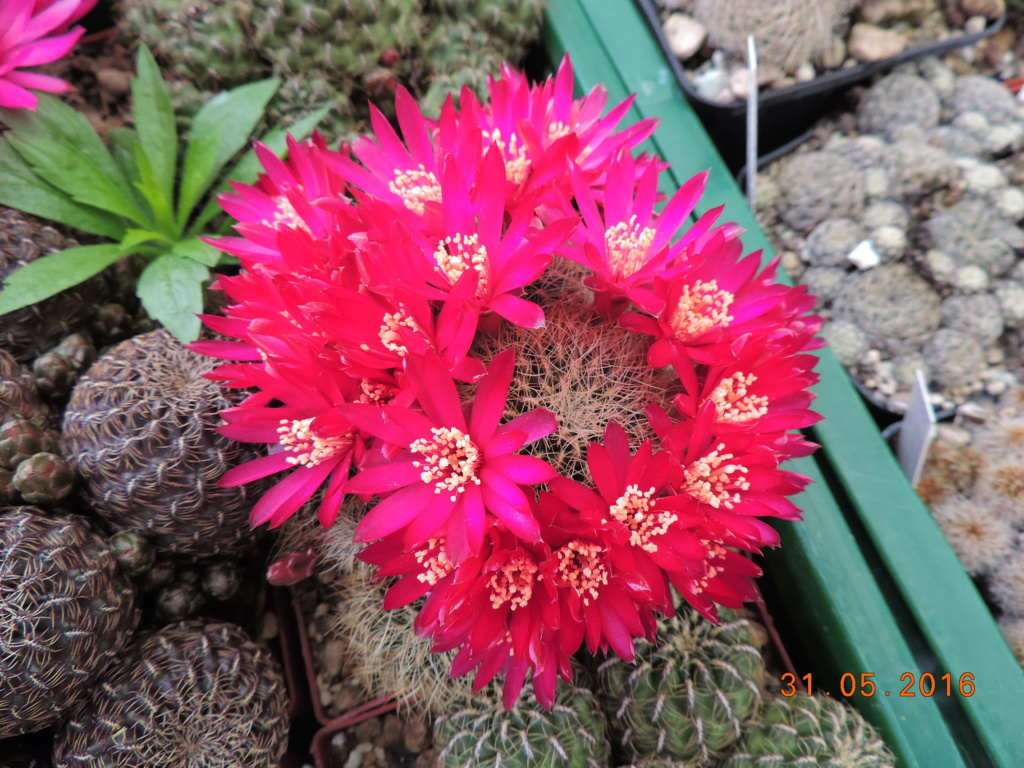 Cacti and Sukkulent in Köln, every day new flowers in the greenhouse Part 250 Bild7079