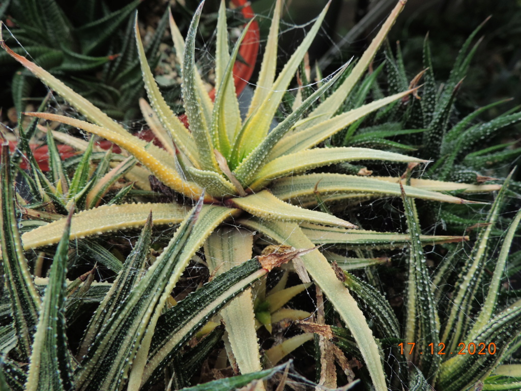 Cacti and Sukkulent in Köln, every day new flowers in the greenhouse Part 251 Bild7098