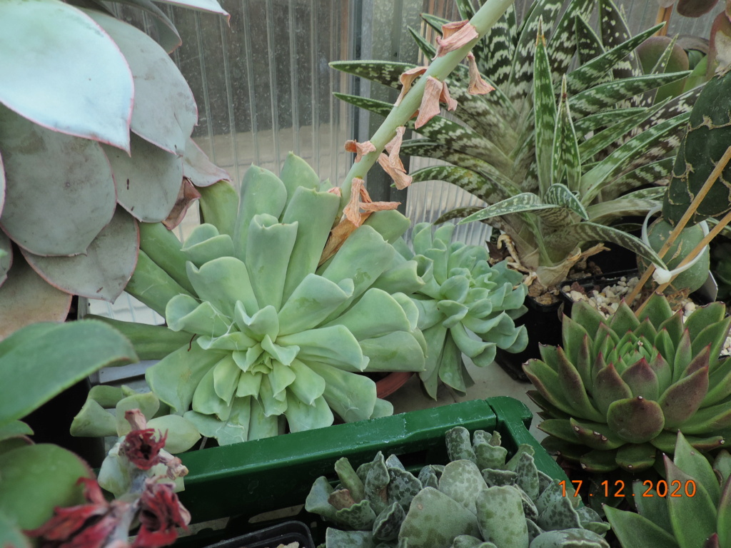 Cacti and Sukkulent in Köln, every day new flowers in the greenhouse Part 251 Bild7130