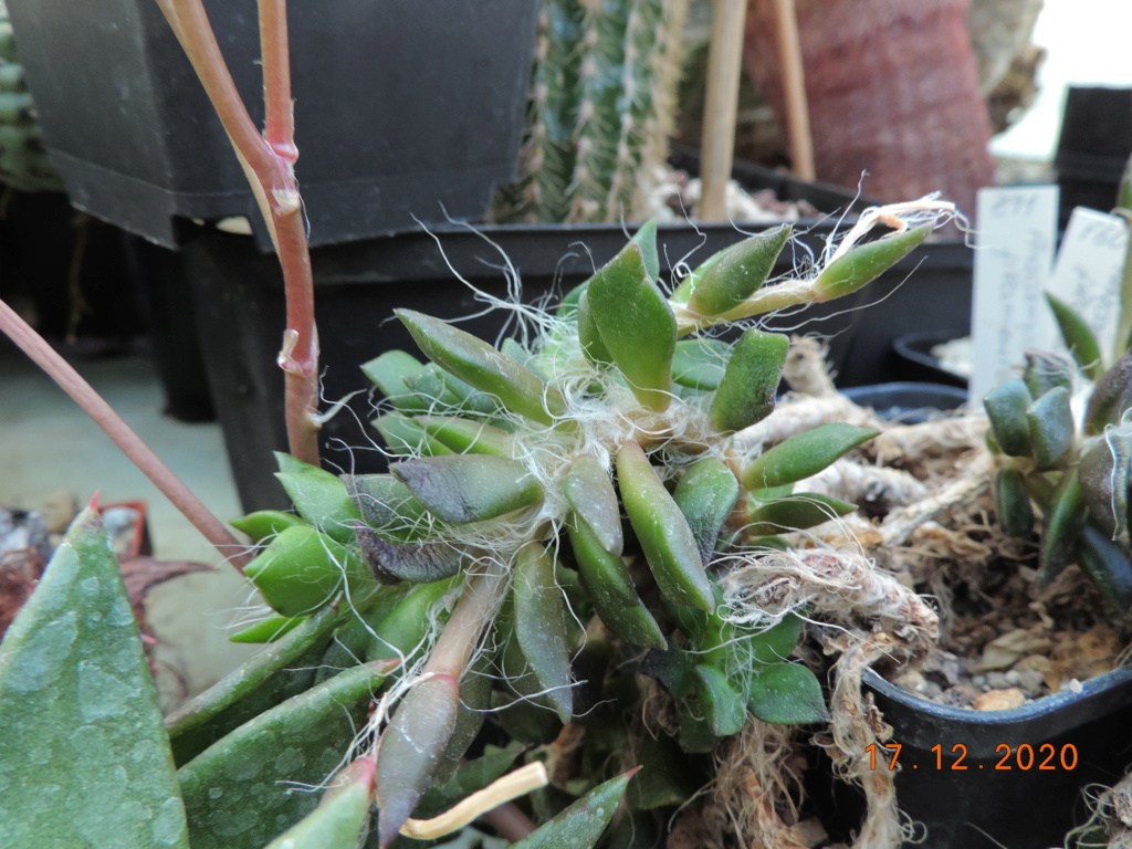 Cacti and Sukkulent in Köln, every day new flowers in the greenhouse Part 251 Bild7137