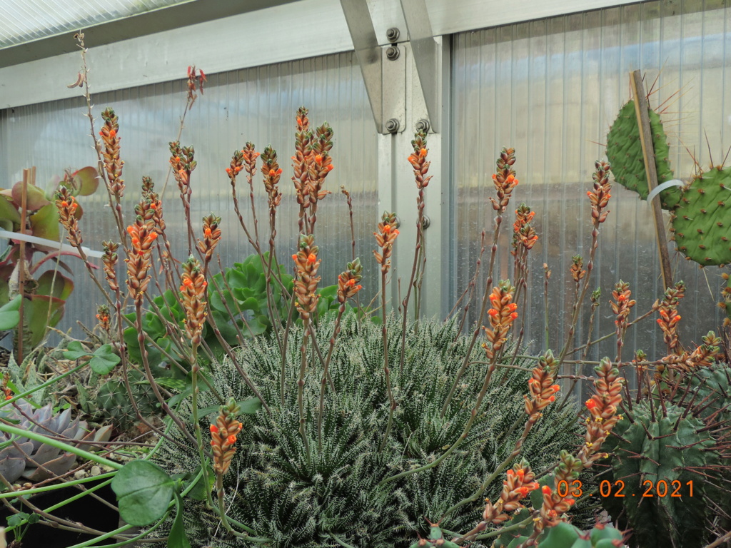 Cacti and Sukkulent in Köln, every day new flowers in the greenhouse Part 252 Bild7233