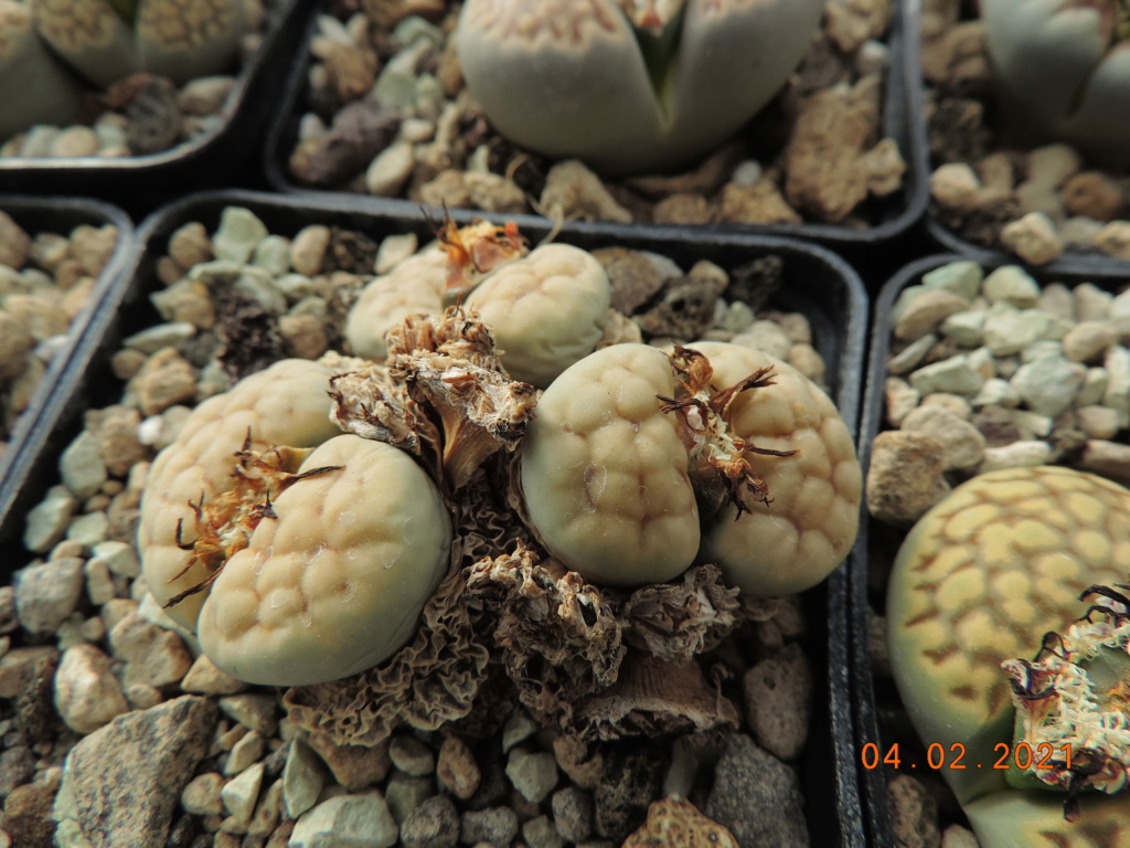 Cacti and Sukkulent in Köln, every day new flowers in the greenhouse Part 252 Bild7239