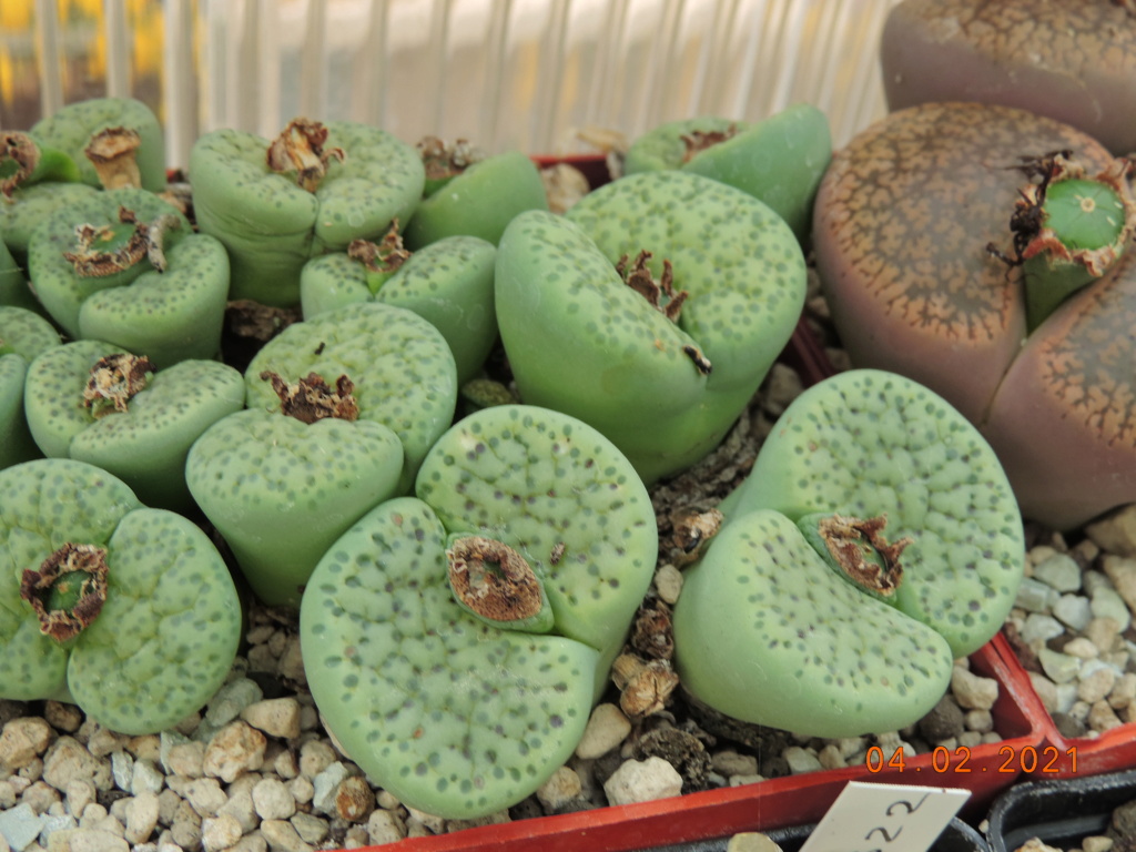 Cacti and Sukkulent in Köln, every day new flowers in the greenhouse Part 252 Bild7244