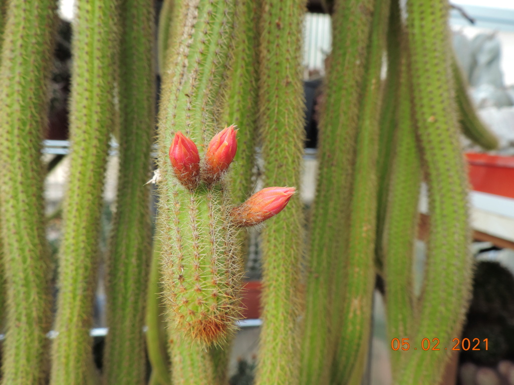Cacti and Sukkulent in Köln, every day new flowers in the greenhouse Part 253 Bild7260