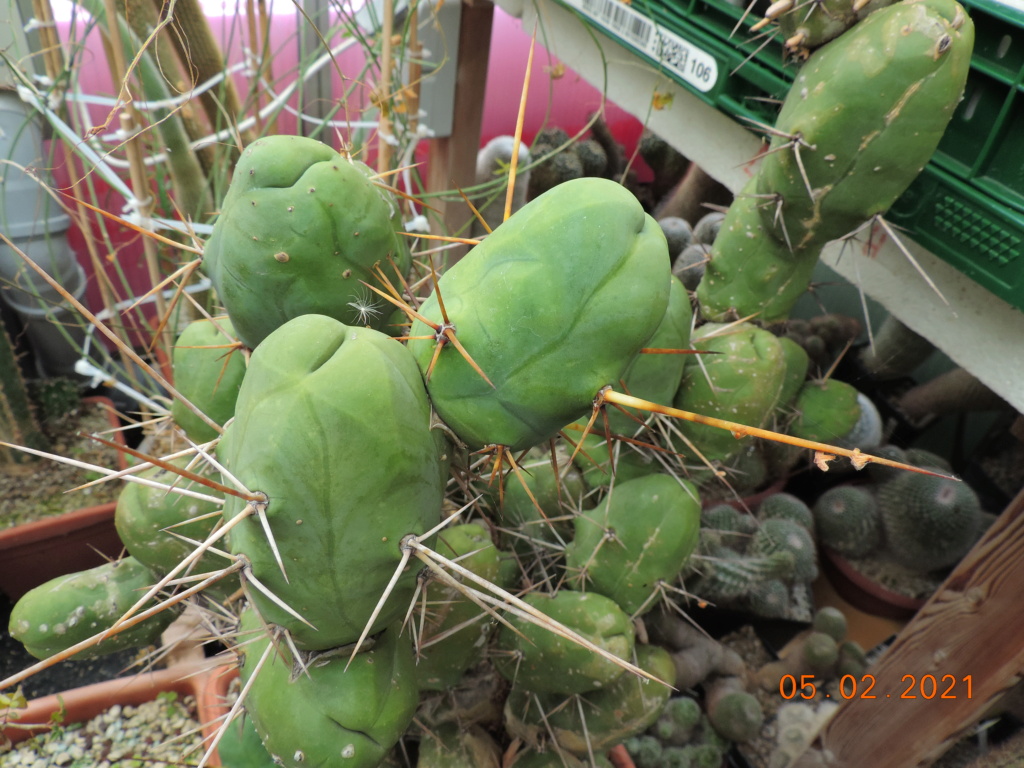 Cacti and Sukkulent in Köln, every day new flowers in the greenhouse Part 253 Bild7261