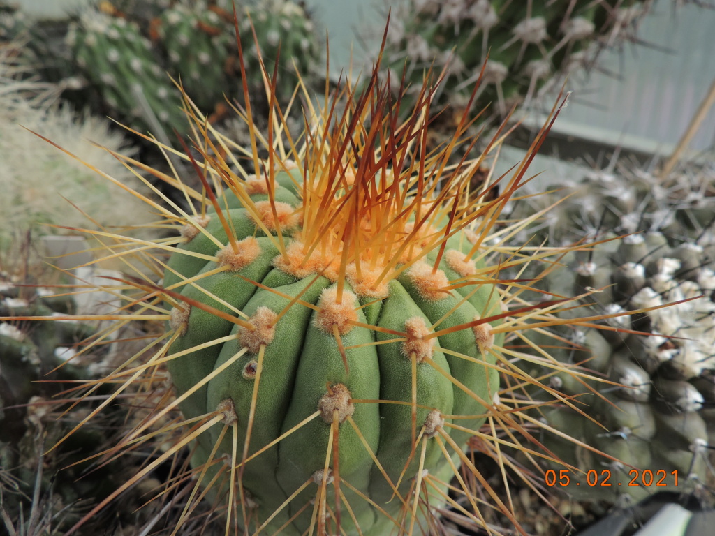Cacti and Sukkulent in Köln, every day new flowers in the greenhouse Part 253 Bild7262