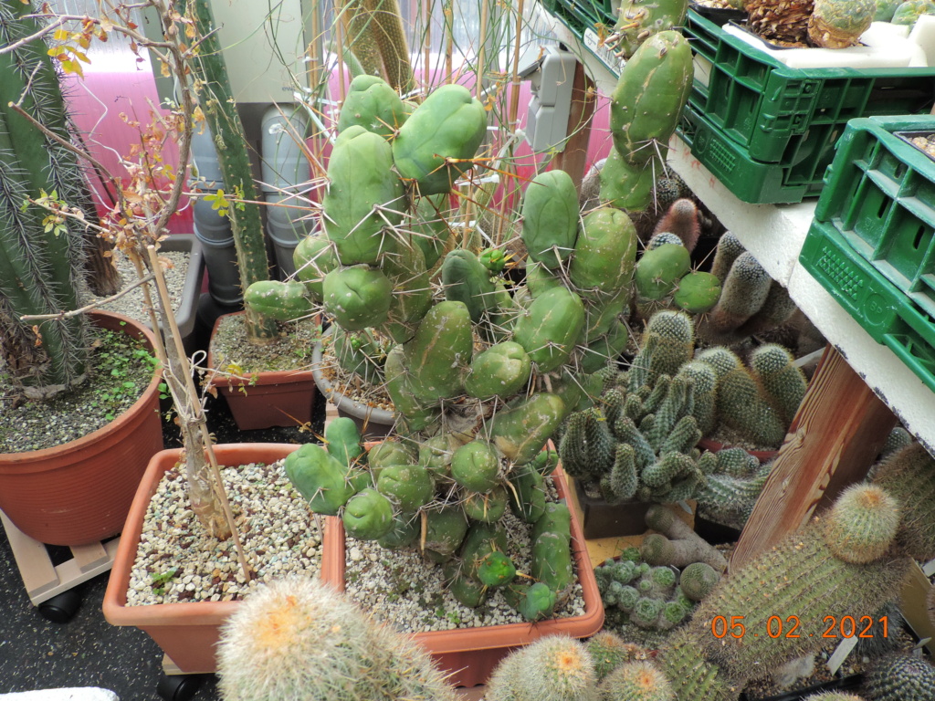 Cacti and Sukkulent in Köln, every day new flowers in the greenhouse Part 253 Bild7263
